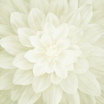 Ivory Large Flower 43in x 43in Digitally Printed