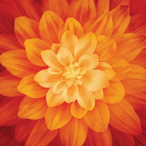 Fire Large Flower 43in x 43in
