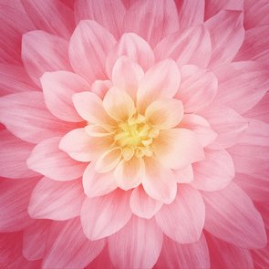 Rose Large Flower 43in x 43in